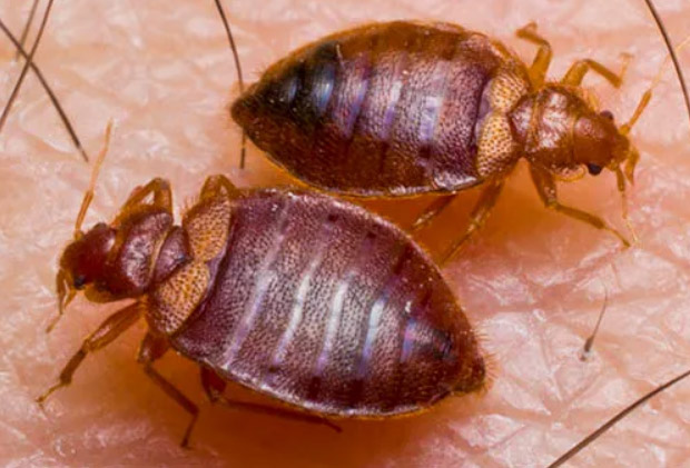 what are bed bugs edinburgh