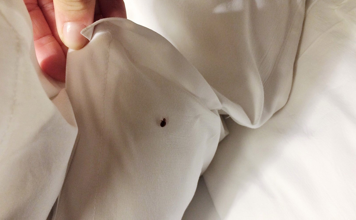 bed bugs how to videos