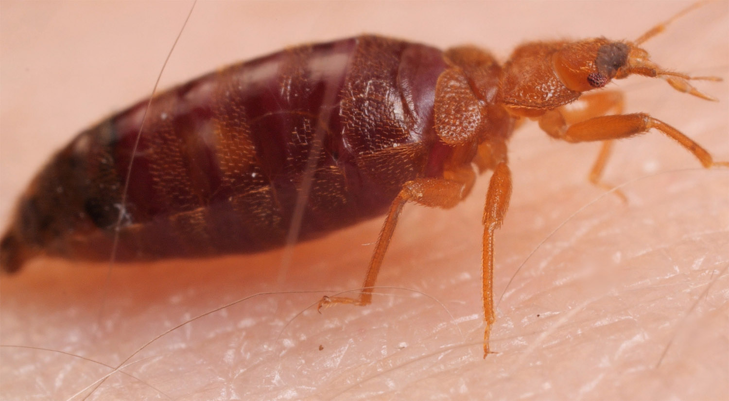 the bed bugs experts domestic bed bug control scotland glasgow edinburgh yorkshire