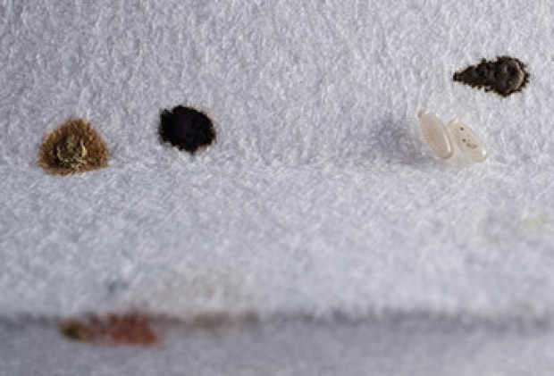 bed bugs control newton mearns