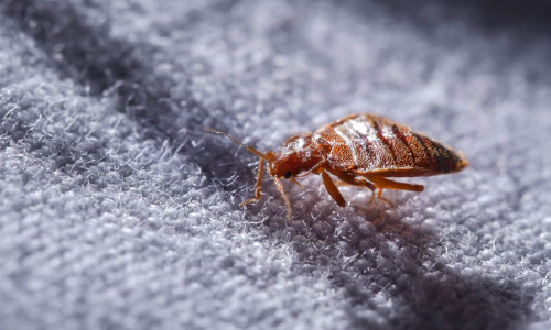 bed bugs and student accomodation bed bug treatment leeds