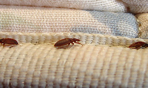 how bed bugs infest hotels and how to remove them hull yorkshire
