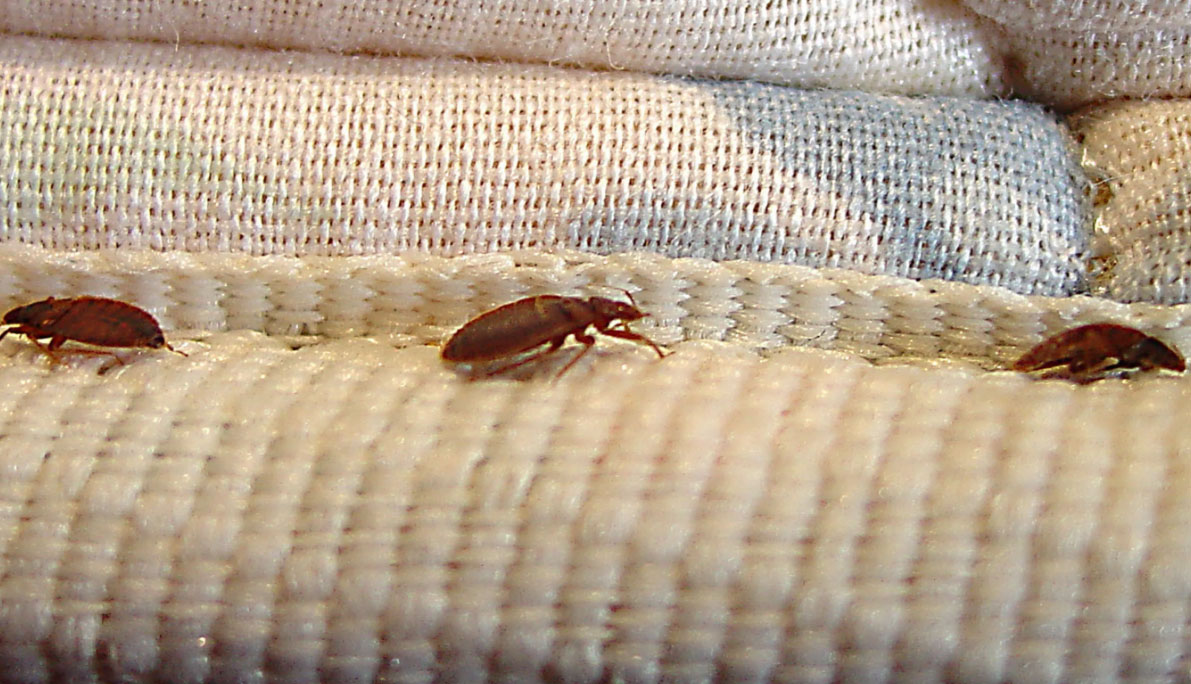how bed bugs infest hotels and how to remove them hull yorkshire
