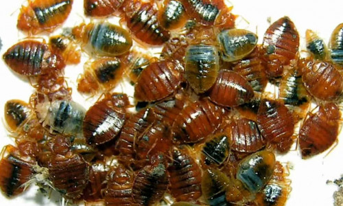 how to avoid bed bugs after holiday bed bug treatment wakefield