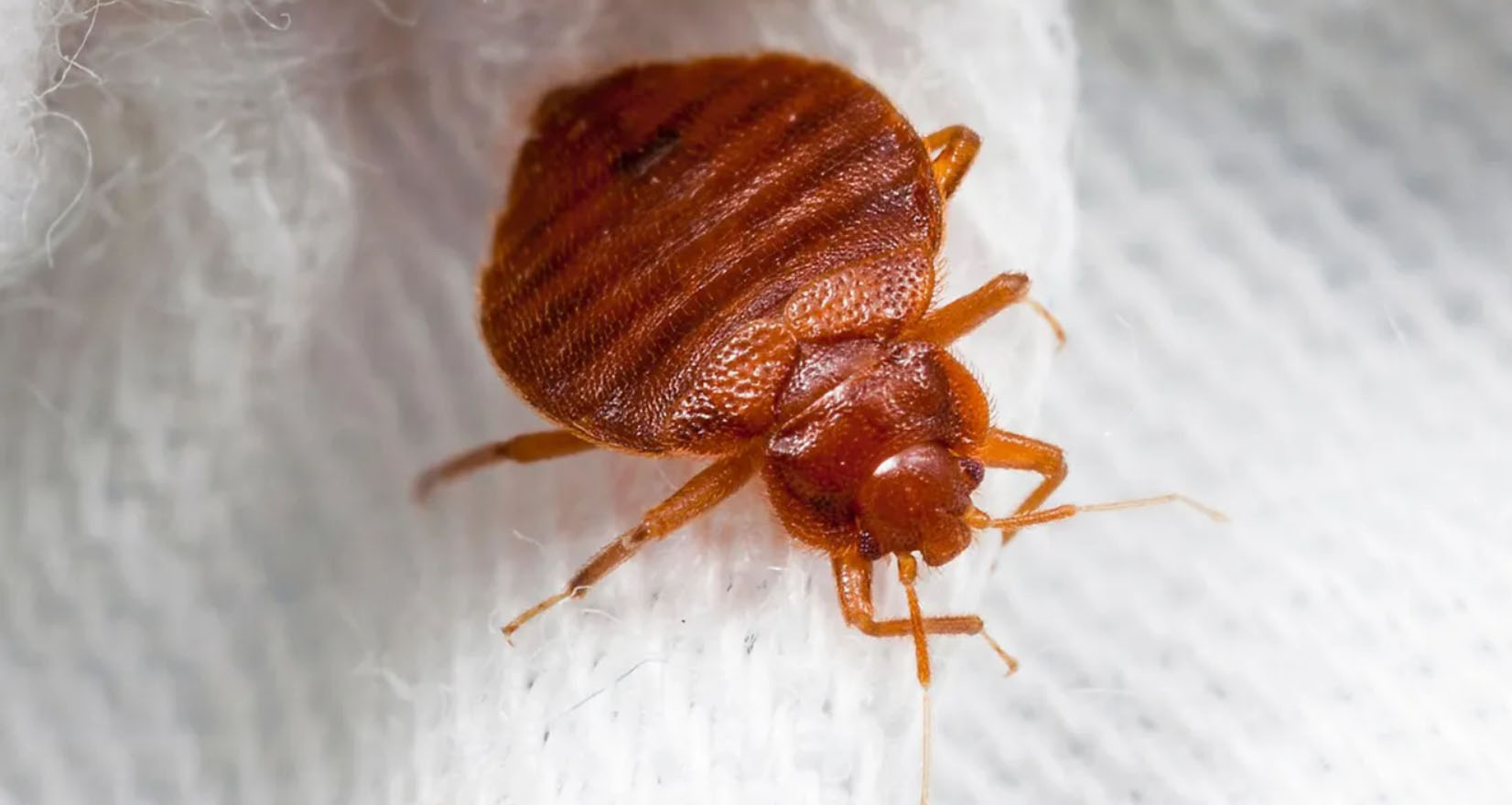 bed bugs video gallery