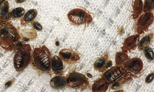 5 signs that you have bed bugs