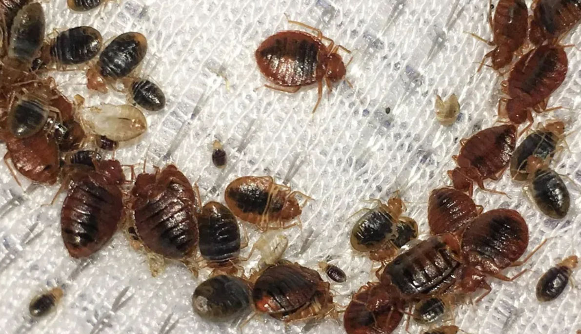 5 signs that you have bed bugs