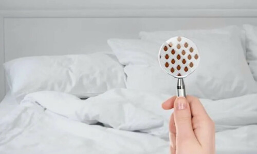 7 unusual hiding places for bed bugs
