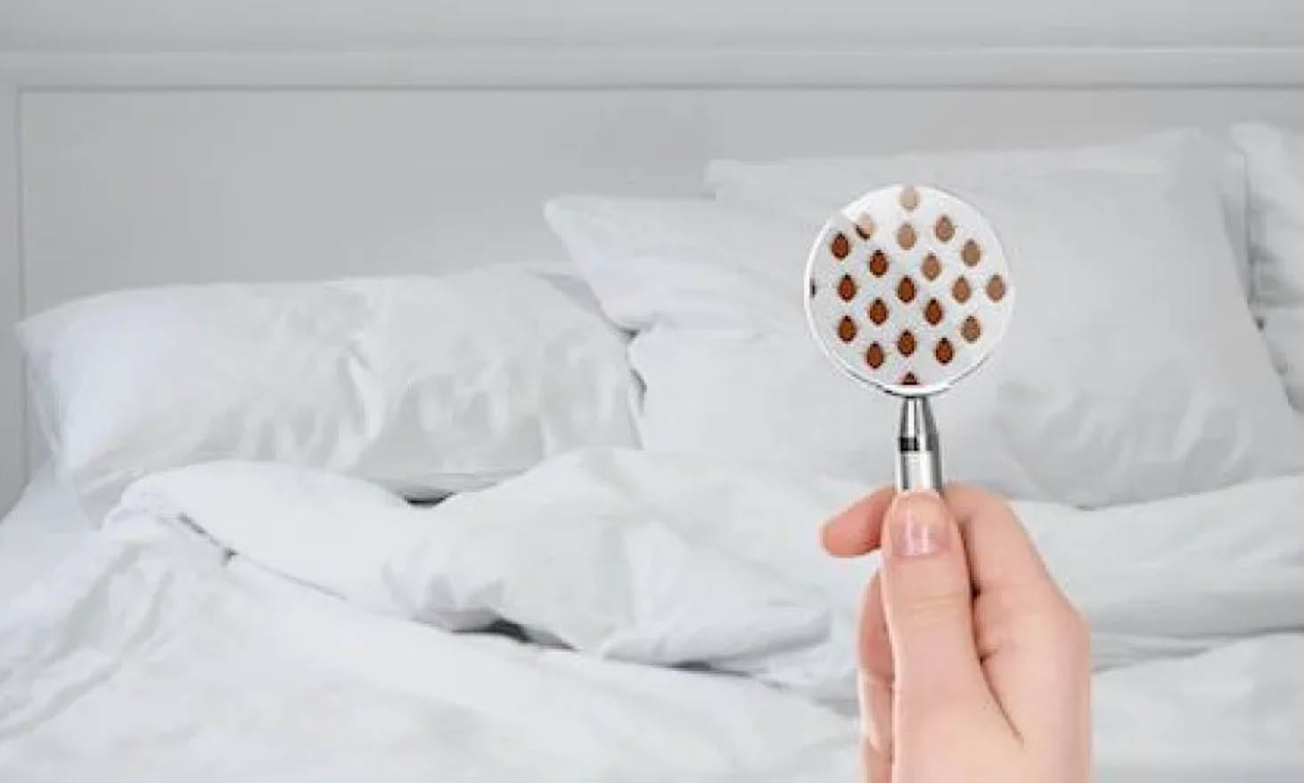 7 unusual hiding places for bed bugs