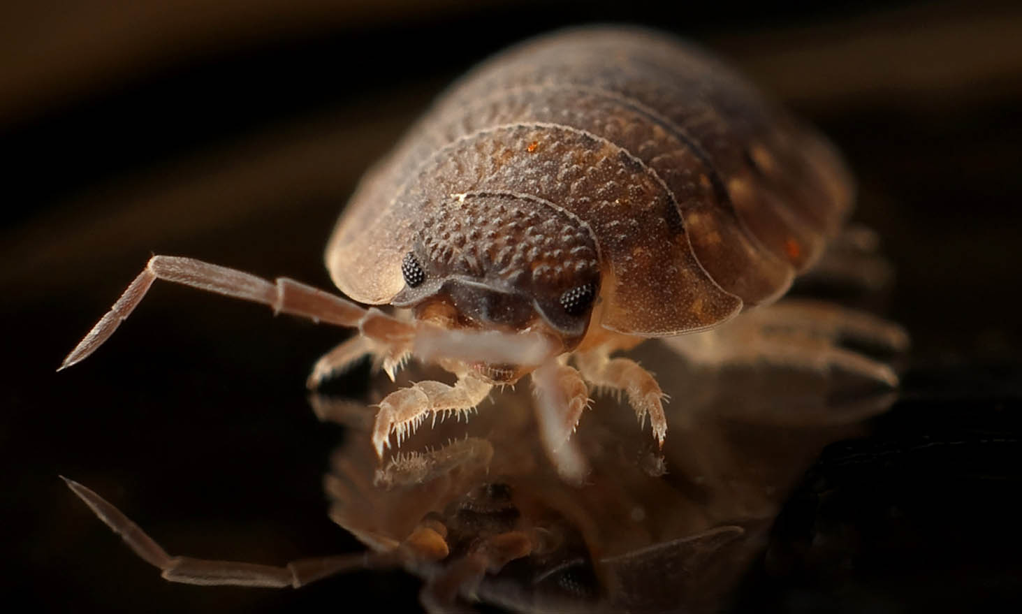 where do bed bugs come from