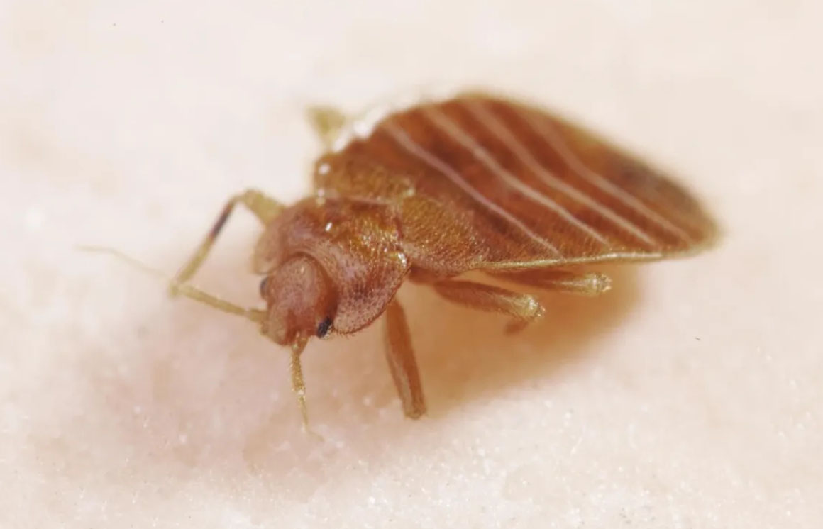 10 facts about bed bugs that will amaze you