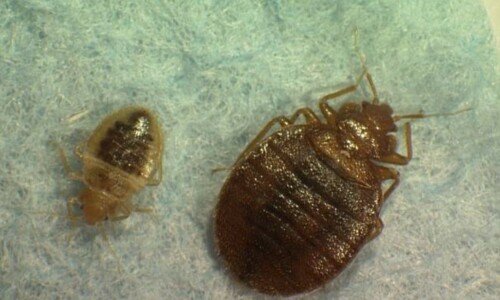How to Get Rid of Bed Bugs for Good