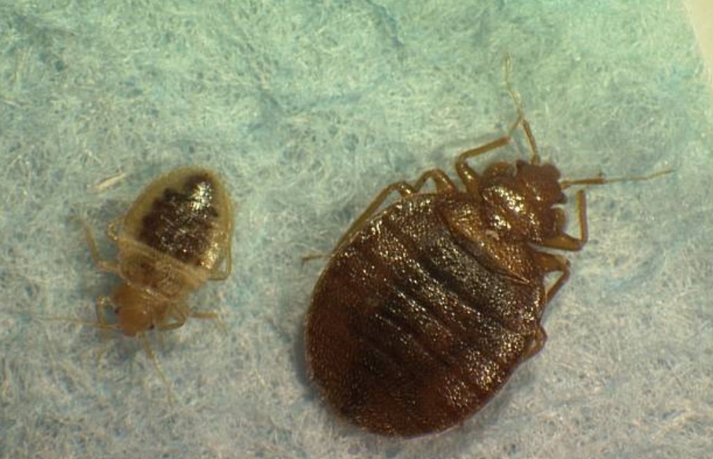 How to Get Rid of Bed Bugs for Good