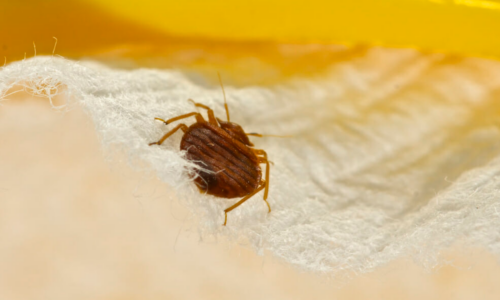 bed bug myths