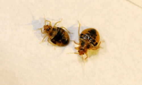 5 easy steps to prevent a bed bug infestation