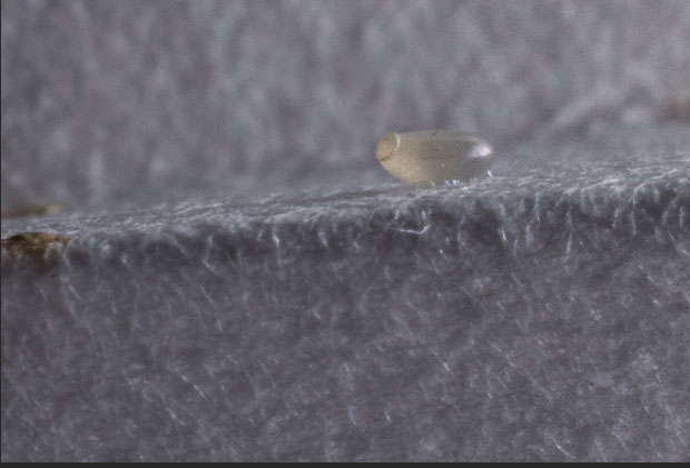 bed bugs control highland