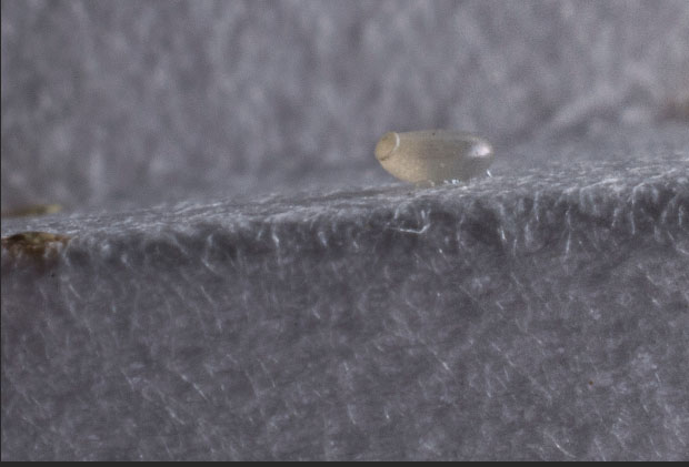 bed bugs control west lothian