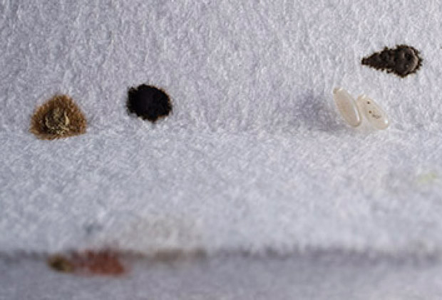 bed bugs extermination scottish borders
