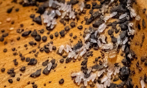 how to spot and destroy bed bug eggs