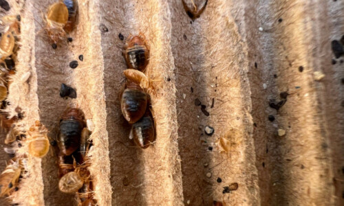 tips for a successful bed bug heat treatment