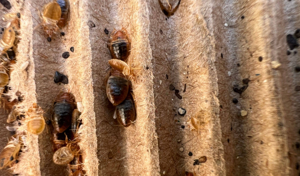 tips for a successful bed bug heat treatment