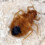 The Top 5 Signs That You Have Bed Bugs in Your Home