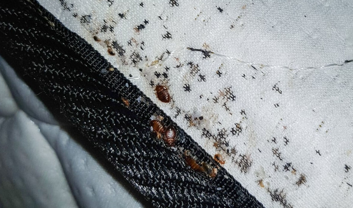 5 signs that you have bed bugs