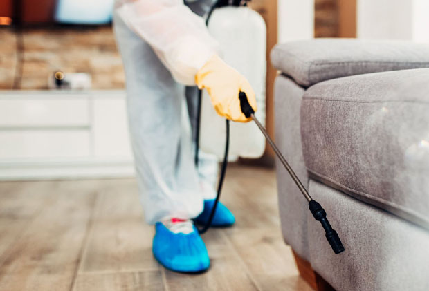 domestic bed bug treatment carlisle