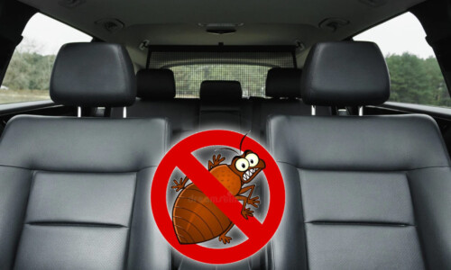 Can Bed Bugs Infest Cars