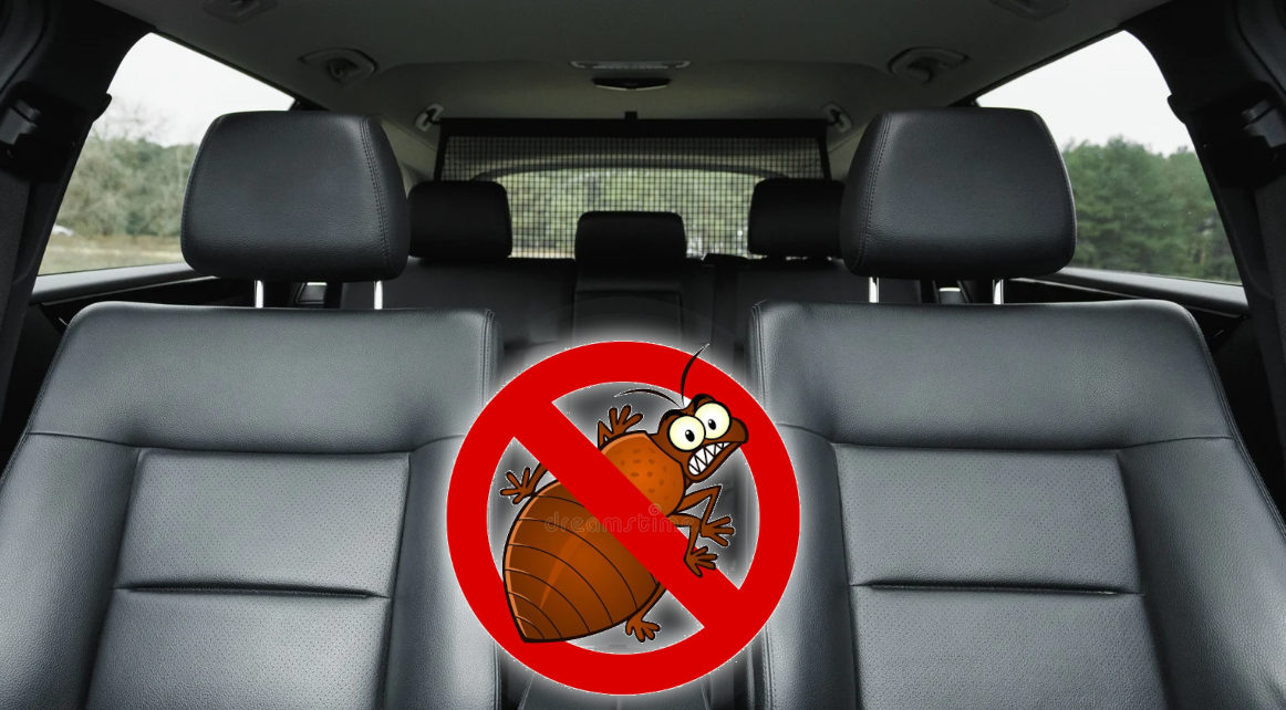 Can Bed Bugs Infest Cars